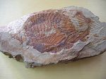 Plaque Pecten